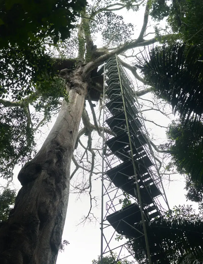 down-canopy-tower