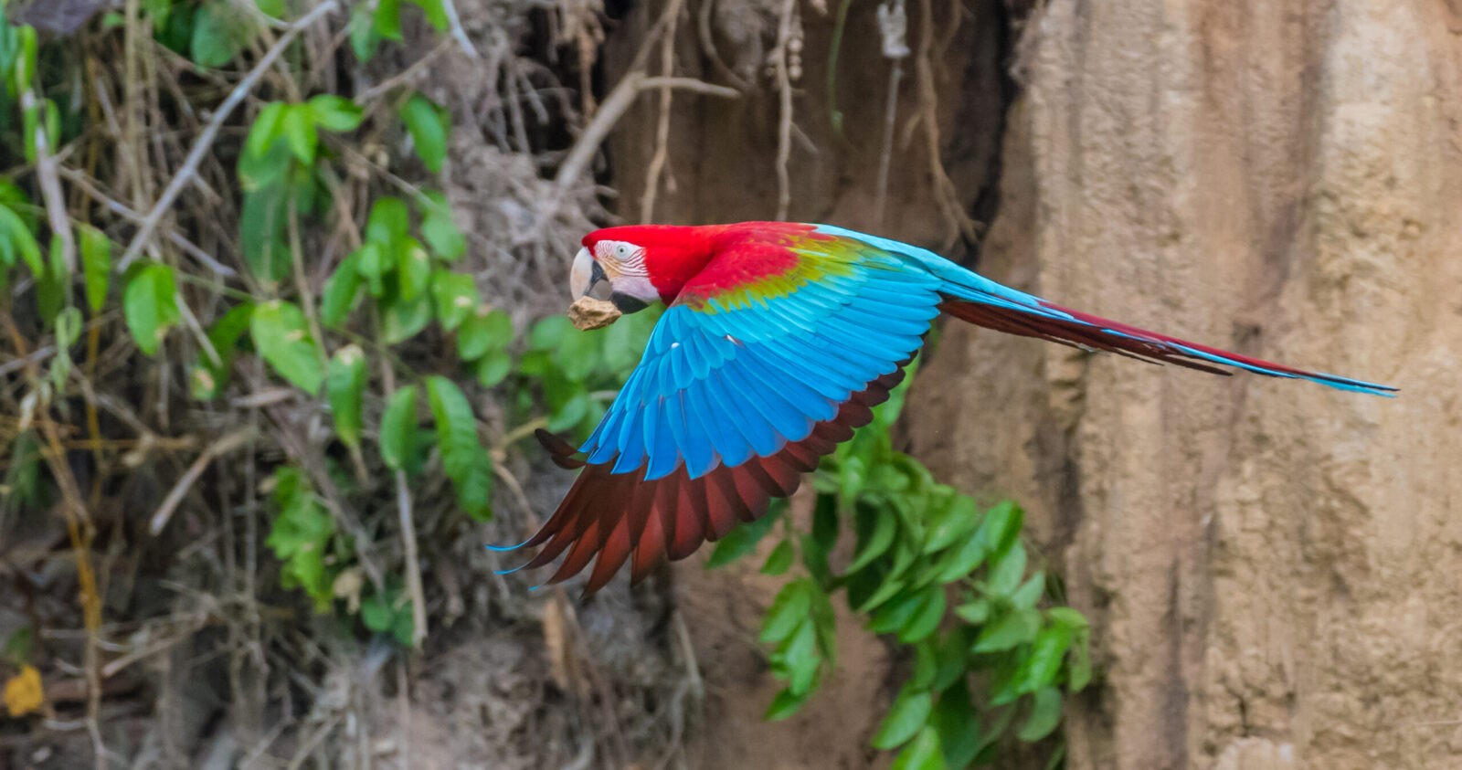 Visit Manu National Park In Peru » Tambo Blanquillo