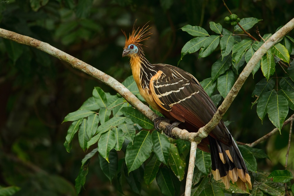 Manu National Park, Amazon Rainforest Peru