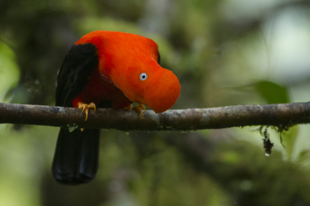 Manu National Park, Amazon Rainforest Peru