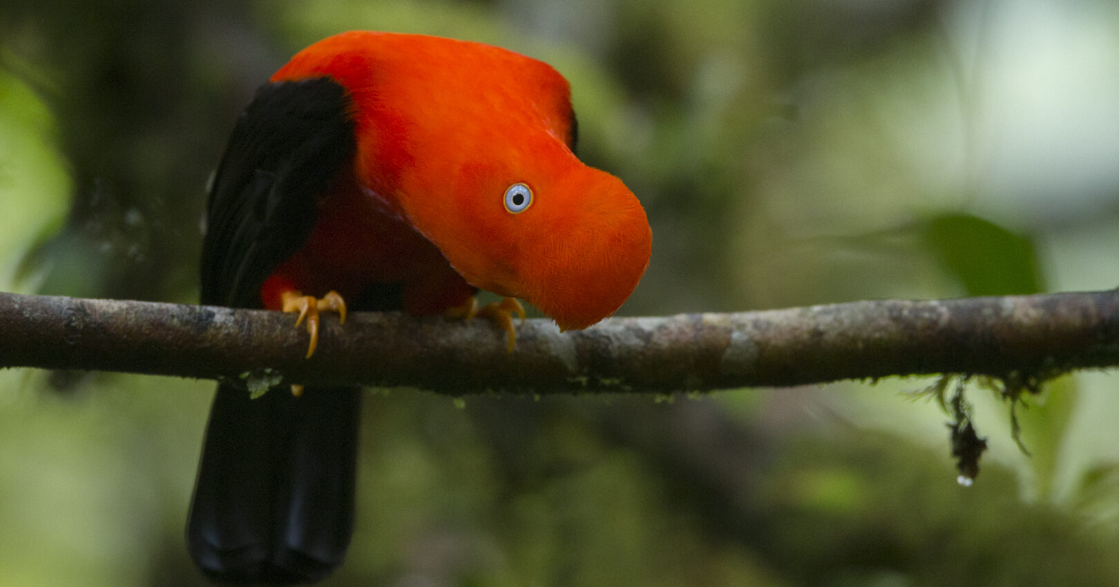 Manu National Park, Amazon Rainforest Peru
