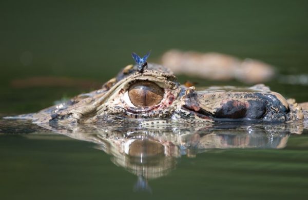 Manu National Park, Amazon Rainforest Peru