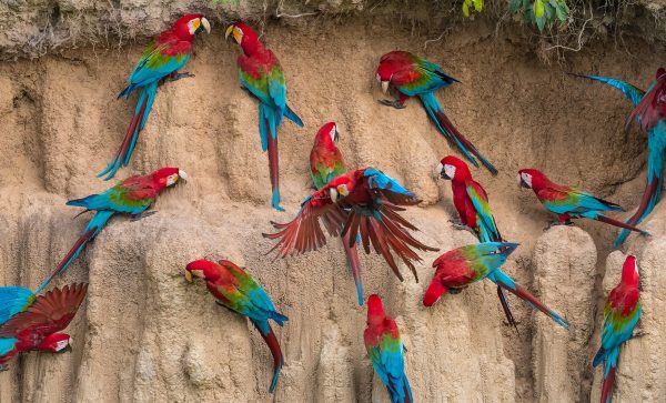 Manu National Park, Amazon Rainforest Peru