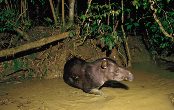 tapir